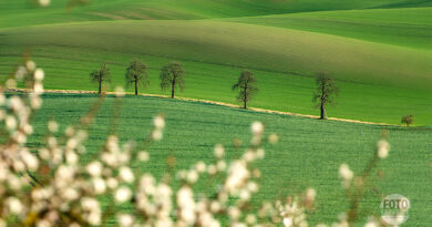 Morava focení Fotoexpedice na jaře Moravské Toskánsko