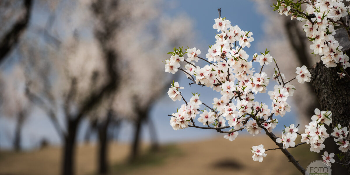 Hustopeče u Brna mandloně jak