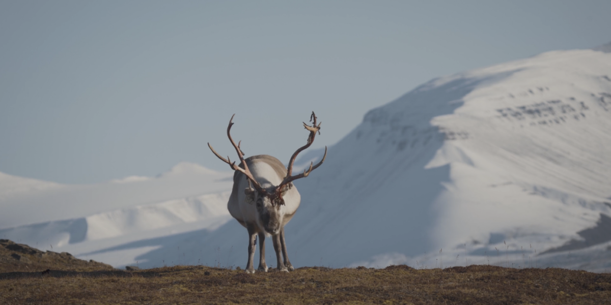 Ostrov Svalbard: drsný život v chatě 1300 km od pólu