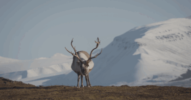 Ostrov Svalbard: drsný život v chatě 1300 km od pólu