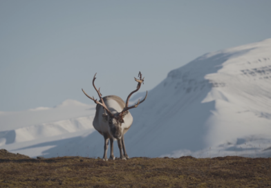 Ostrov Svalbard: drsný život v chatě 1300 km od pólu