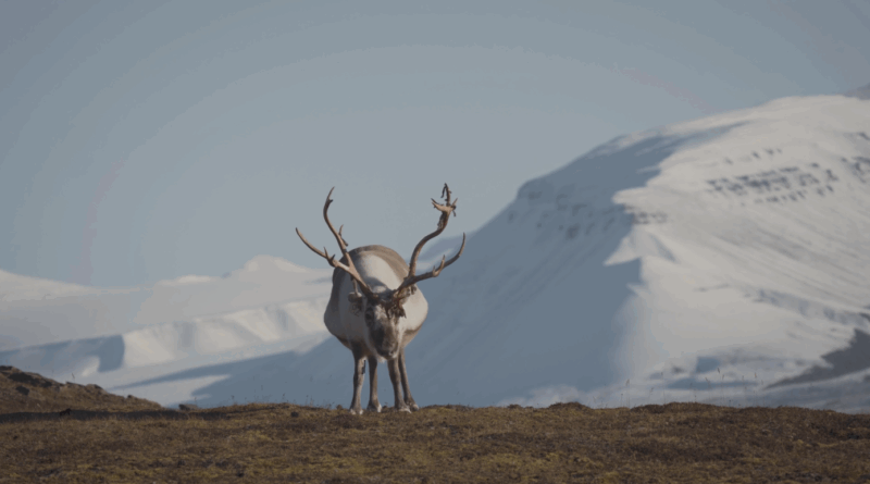 Ostrov Svalbard: drsný život v chatě 1300 km od pólu